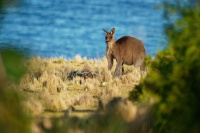 Klokan obrovsky - Macropus giganteus - Eastern Grey Kangaroo o8913